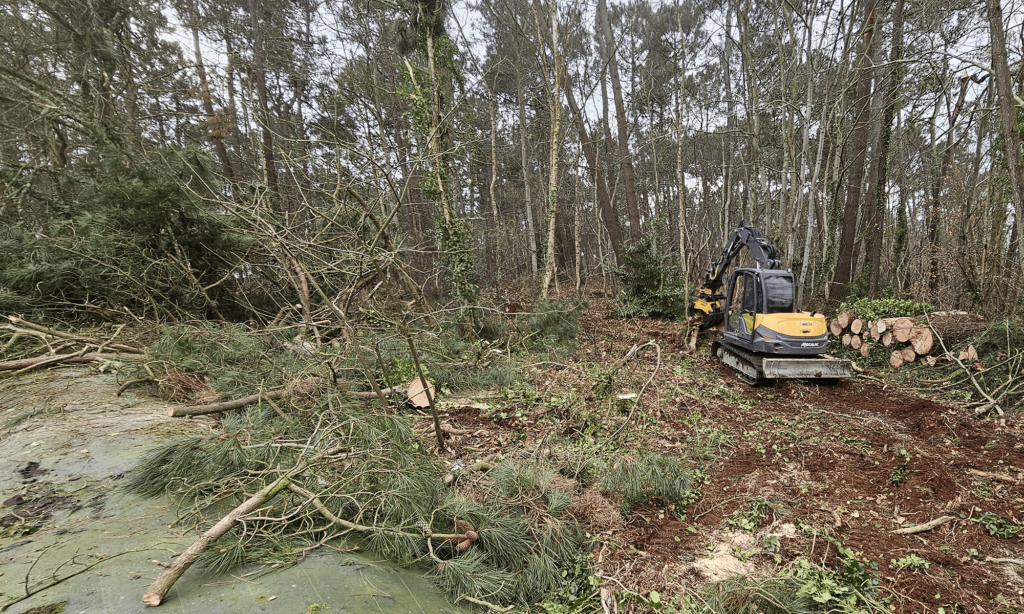 Abattage d'arbres